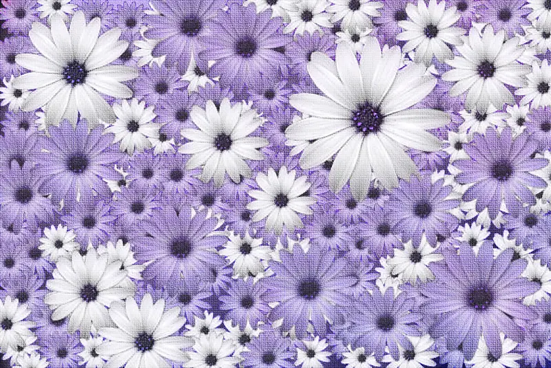 紫色菊花背景