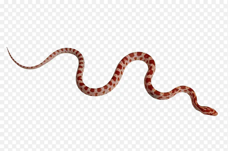 一条白色皮肤红色斑点的蛇