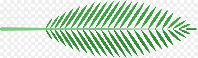 热带植物棕榈叶素材图