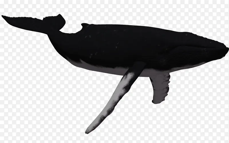 一只虎鲸