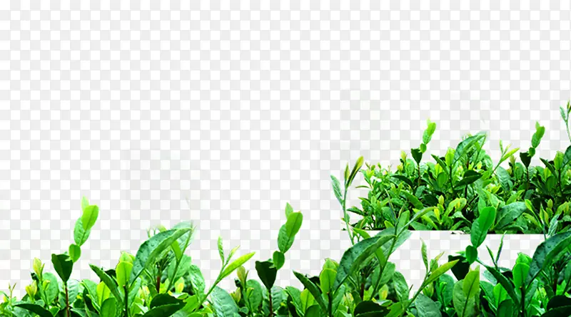 绿色茶叶种植