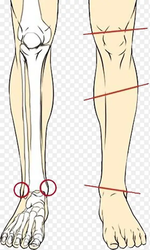 腿部内部结构图