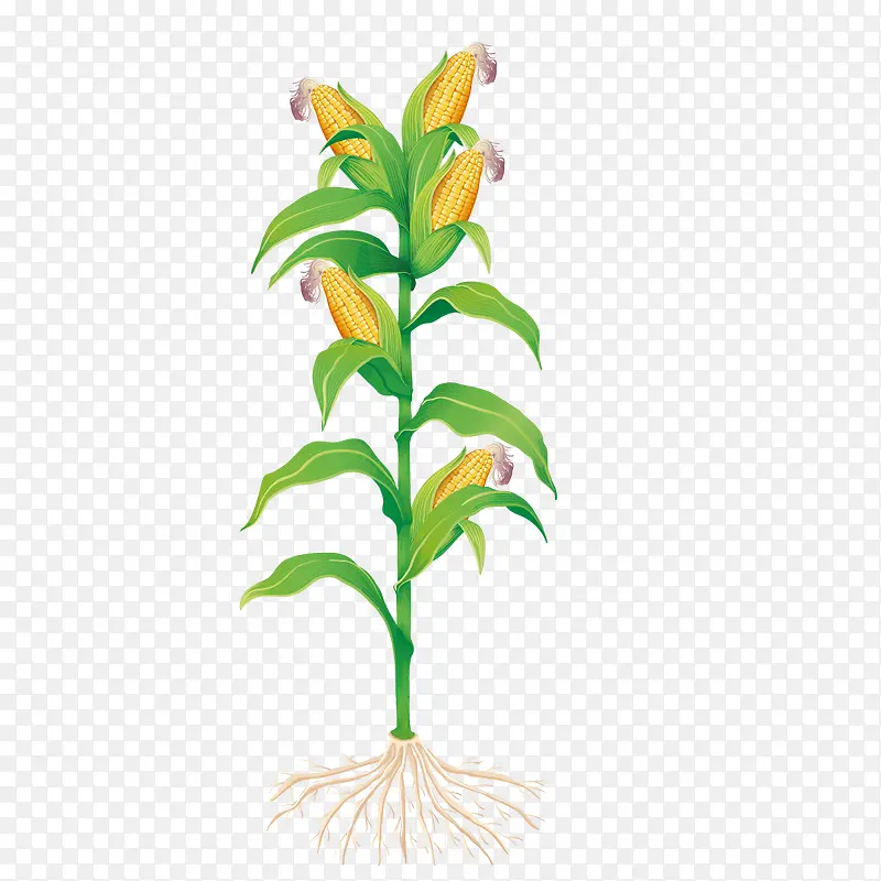矢量种植玉米