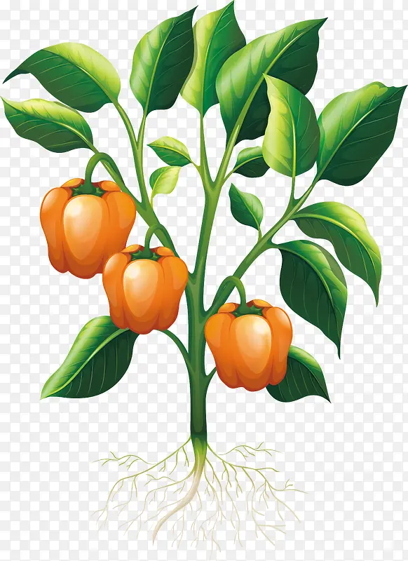 正在生长中的菜椒