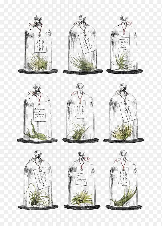 手绘植物