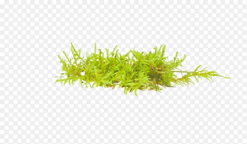 一丛绿色小草
