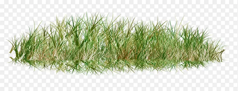 一丛小草