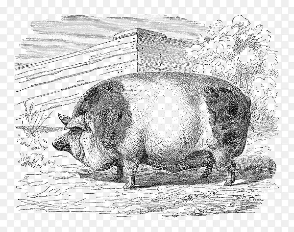 手绘线稿自然的猪