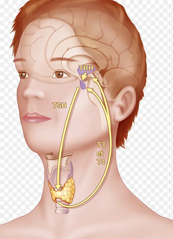 甲状腺分泌激素