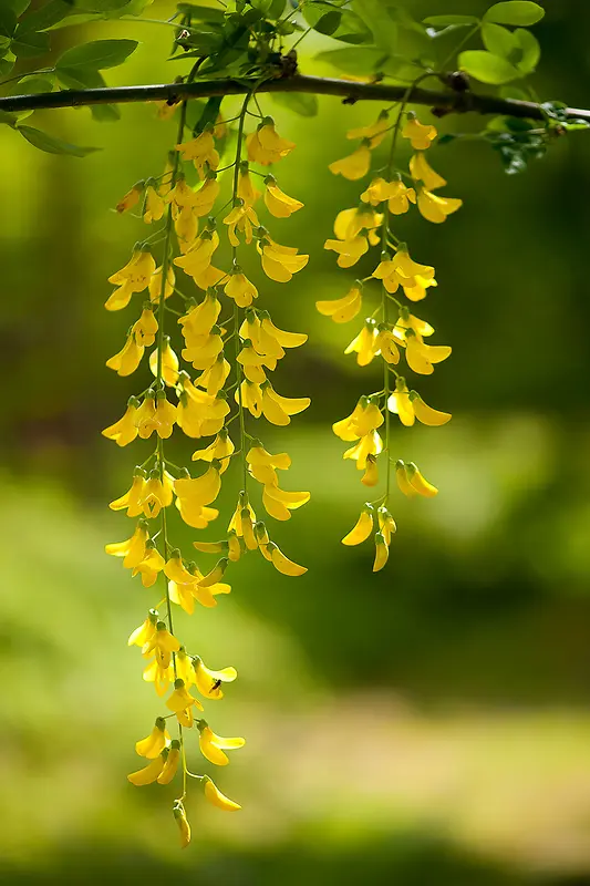 树枝上垂落的黄色花朵