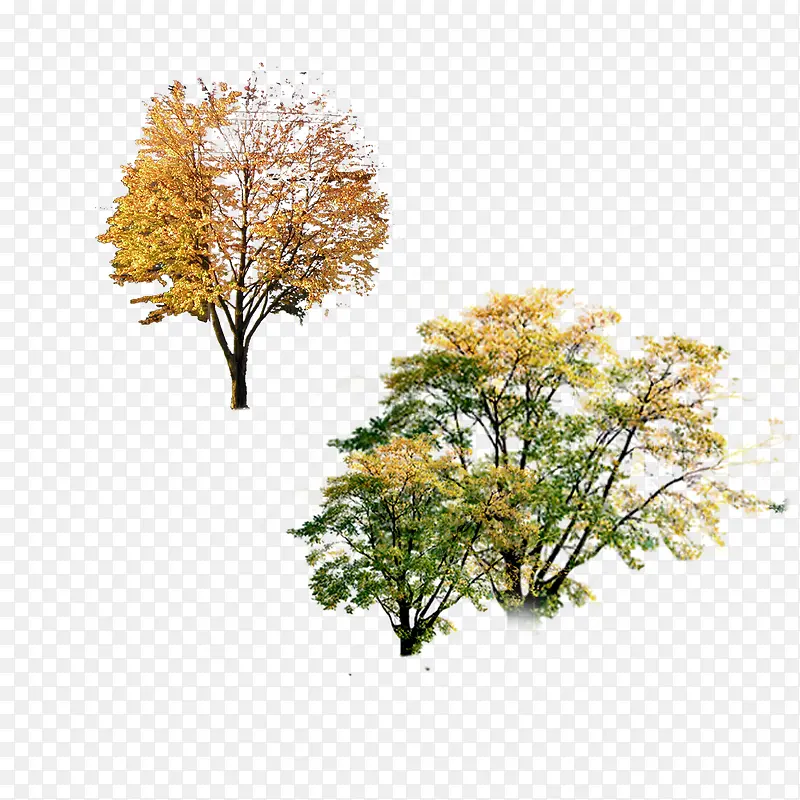 秋天海报风景树