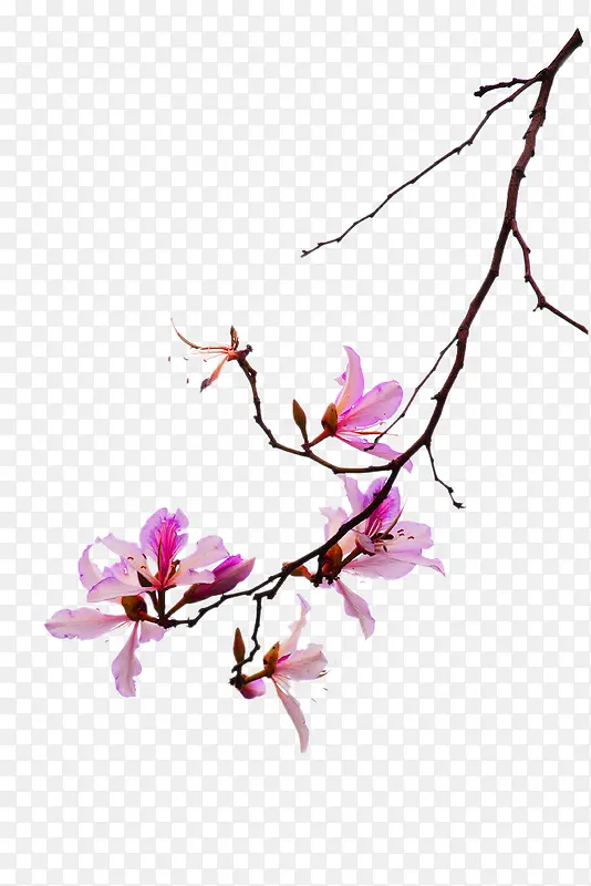 粉色花朵枝桠装饰图案