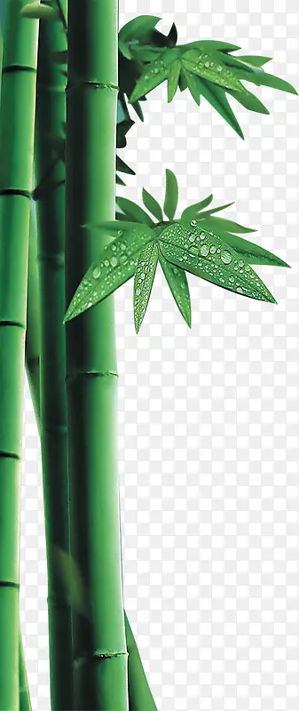 竹子竹叶水滴