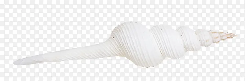 白色尖角海螺