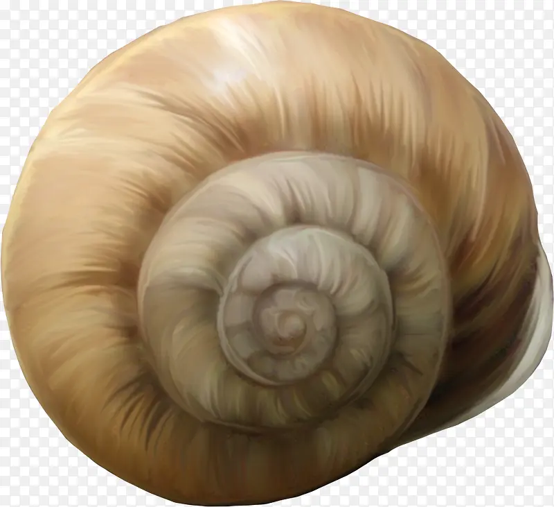 棕色海螺
