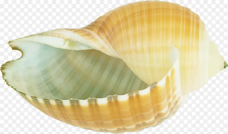 棕色纹理海螺