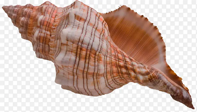 实物深色海螺