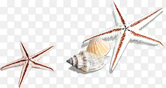 海星扇贝海螺贝壳