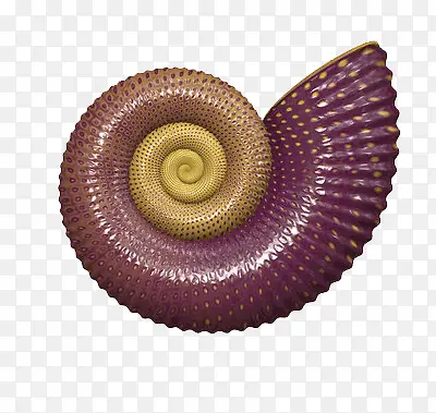 紫色贝壳