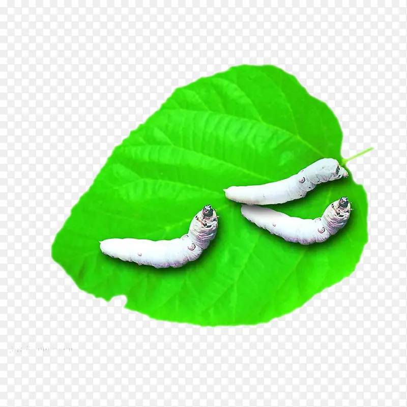 蚕宝宝桑叶