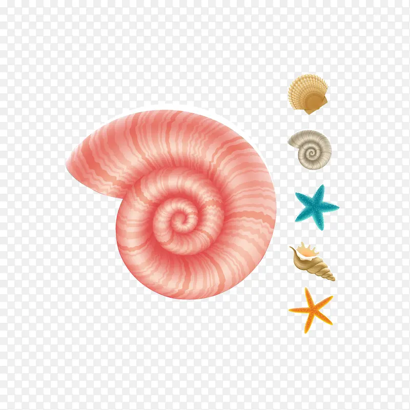 矢量漂亮的海螺