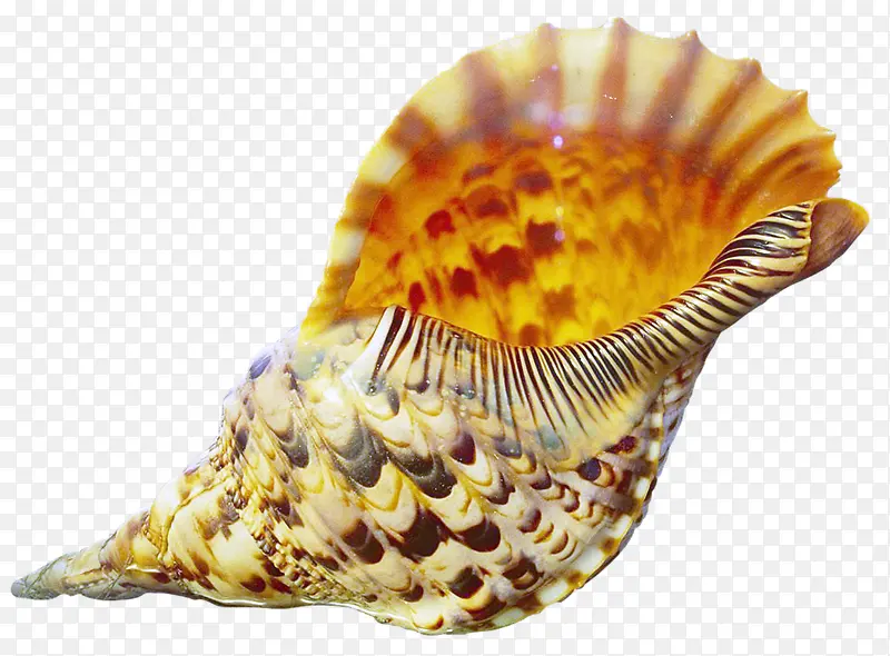 漂亮海螺