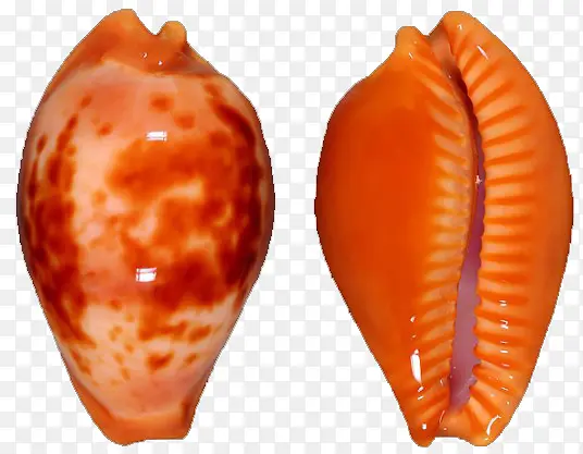 极品海螺