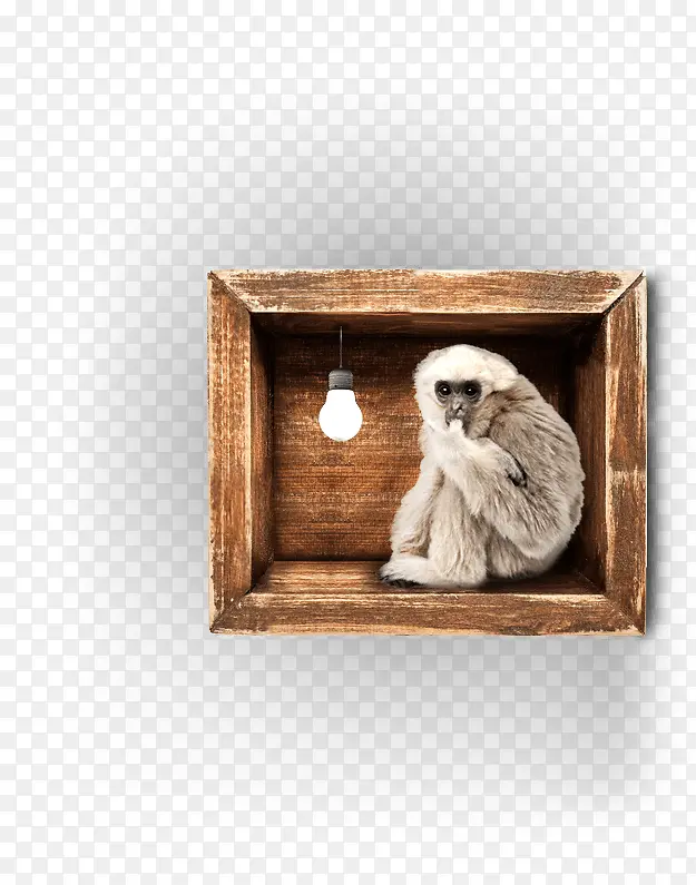 猴子木盒子里的猴子蜗居