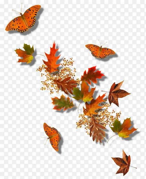 飘落的树叶与蝴蝶