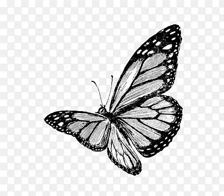 黑色素描蝴蝶