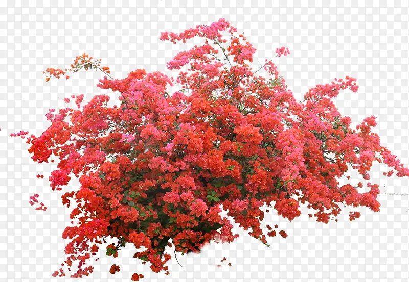 高清摄影盛开的红色的梅花