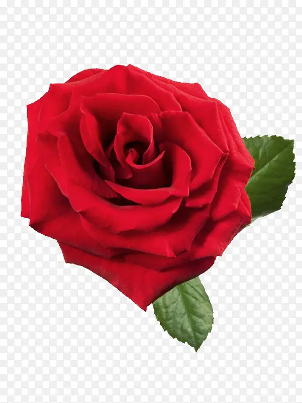 高清盛开的红玫瑰