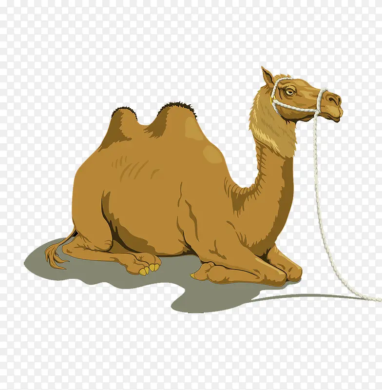 沙漠动物骆驼