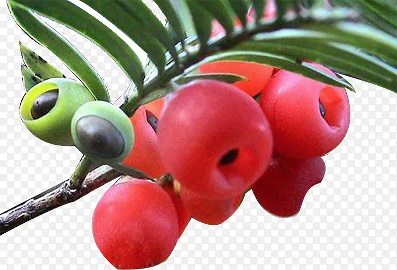 红豆杉实物图片