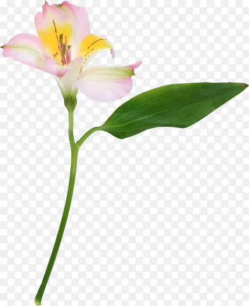 高清摄影花卉植物造型