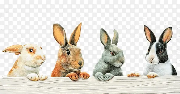 四只兔子