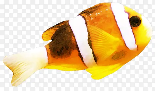 黄色小丑鱼