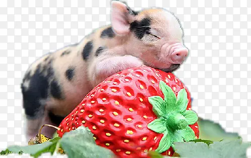 趴在草莓上的宠物猪