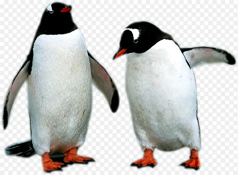 两个企鹅