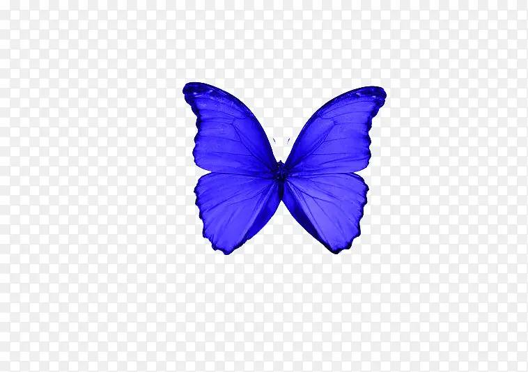 紫蓝色蝴蝶