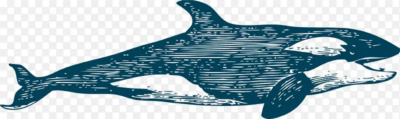 大白鲸游泳