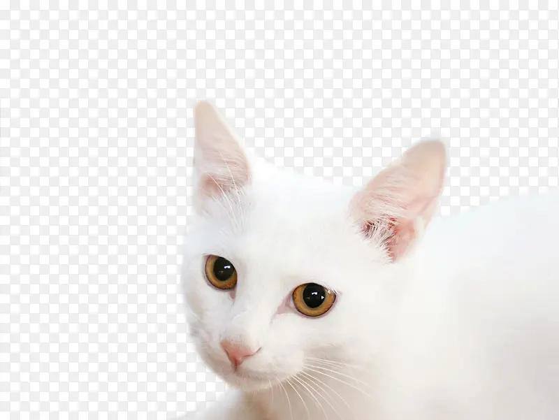 白色小猫