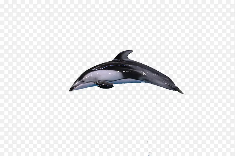 跃起的海豚