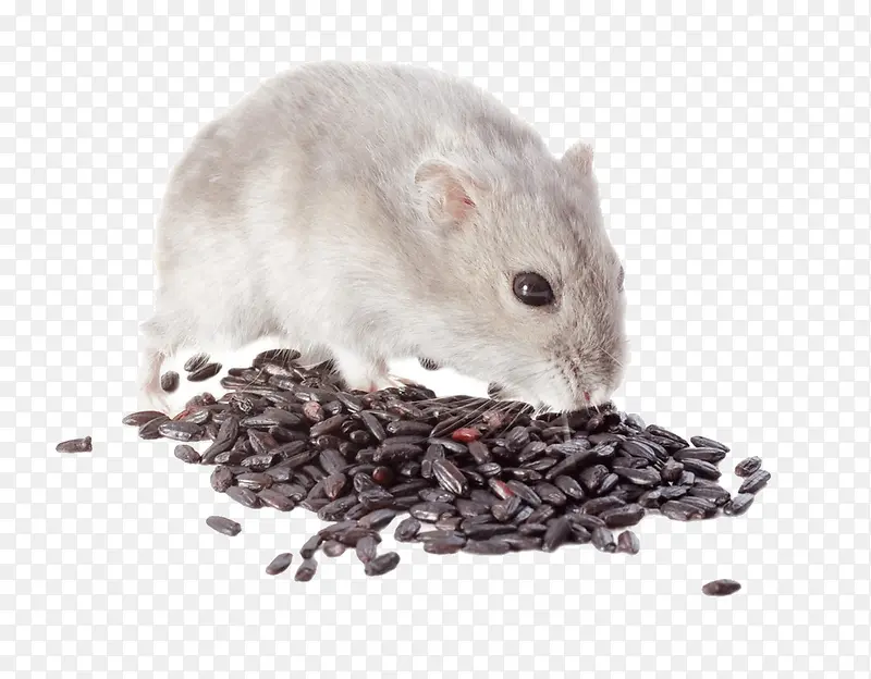 偷吃食物的老鼠