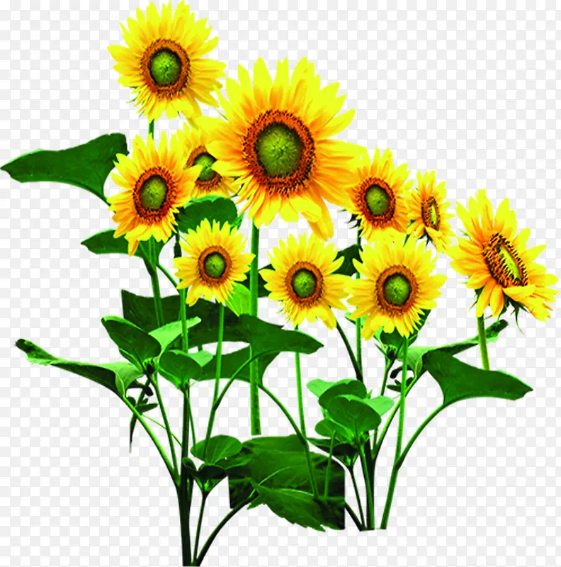 创意合成摄影阳光下的向日葵花卉