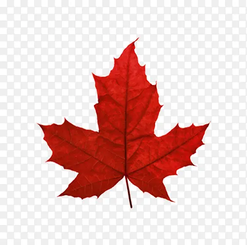 红枫叶加拿大