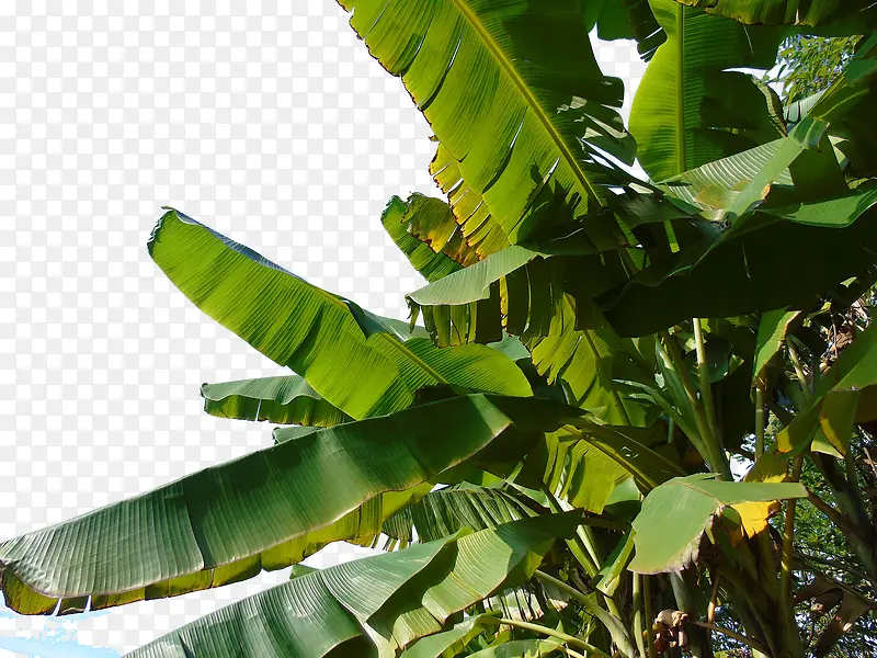 芭蕉树叶免抠装饰素材