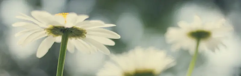 淘宝温馨淡雅白色花朵海报广告背景图片