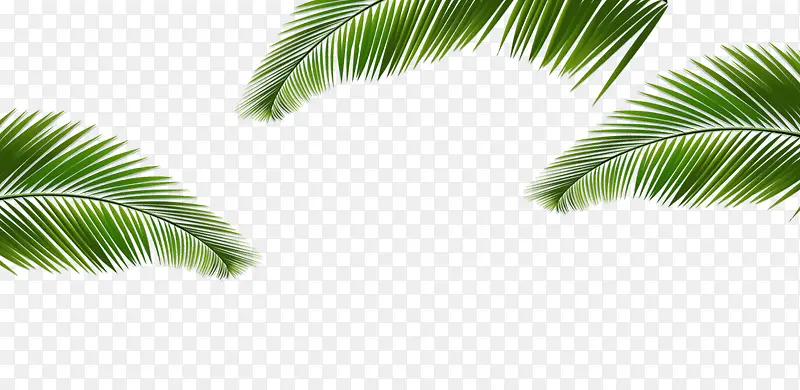 绿色椰树叶子边框纹理