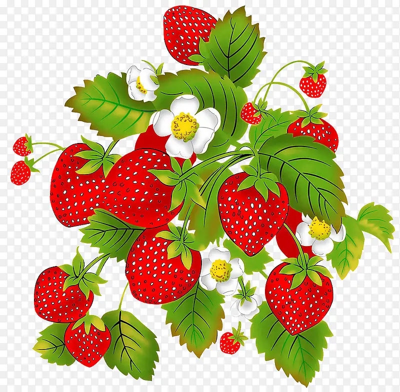 草莓和草莓花